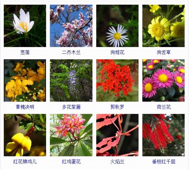 观花植物 观花植物（木本观花植物） 生活