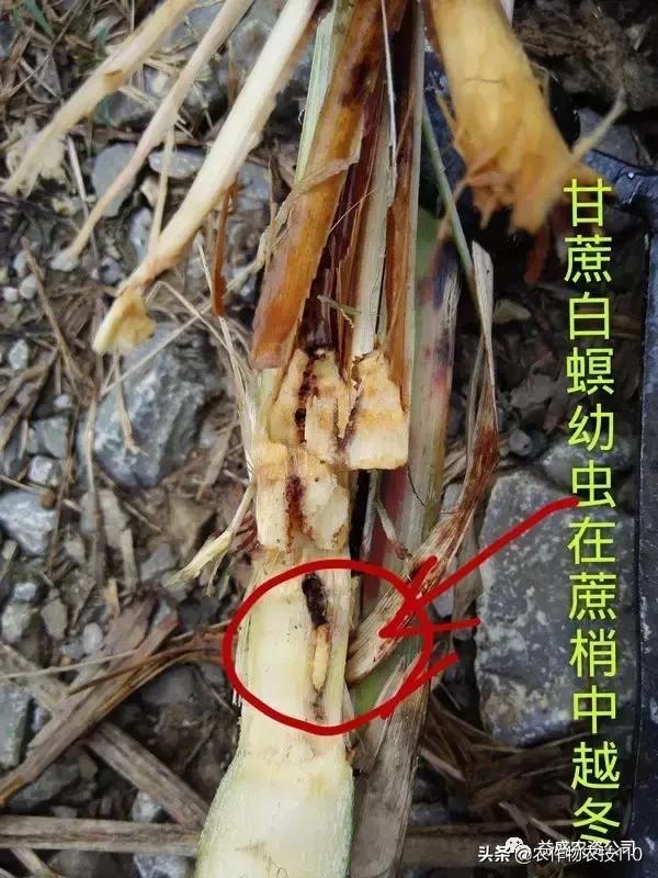 危害甘蔗三大螟虫怎么区别？7