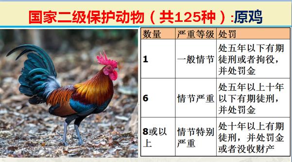 国家二级保护动物