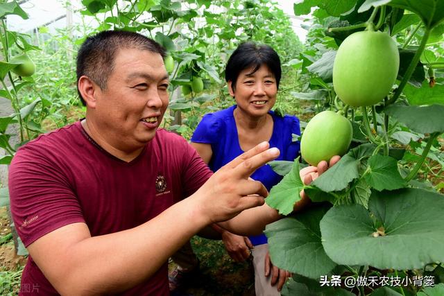 复硝酚钠功能强、用量少、花钱少，掌握方法技巧作物使用效果好7