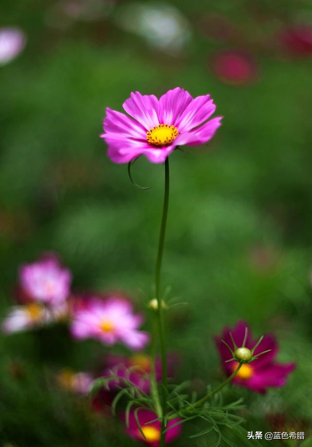 格桑花波斯菊