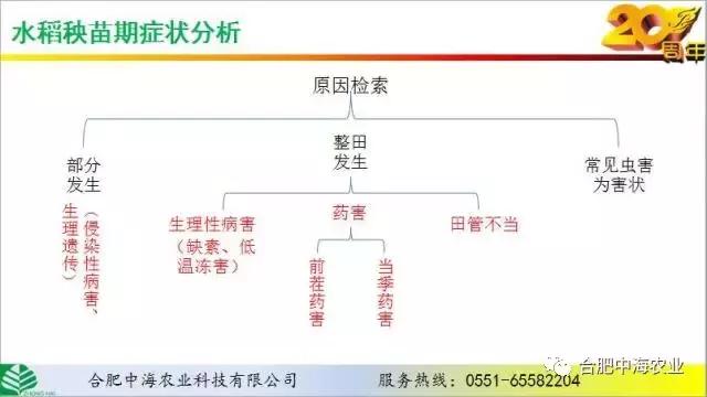 水稻秧苗期病征、病状分析