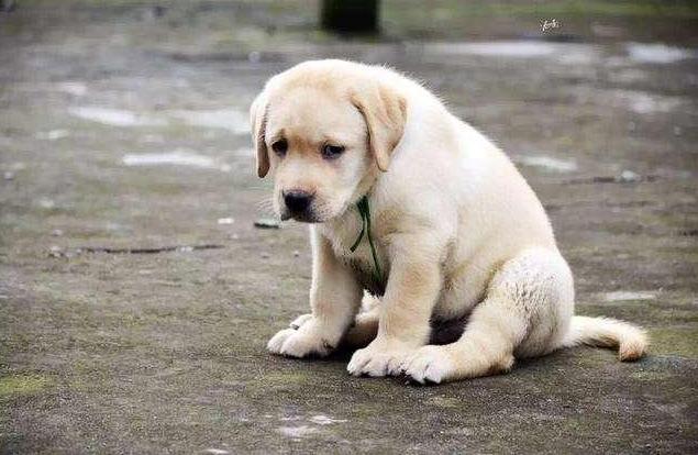 狗狗无缘无故挨骂的表现(狗狗腹部疼痛表现)-艾拉养犬