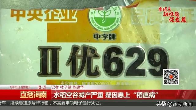 澄迈约2700亩水稻出现空谷，疑因患上“稻瘟病”，如何解决→3