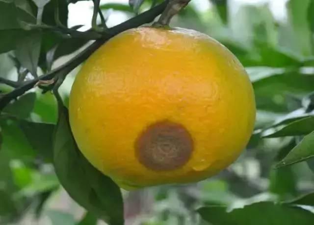 柑橘进入成熟期，吸果夜蛾蠢蠢欲动，果农如何来防治？6