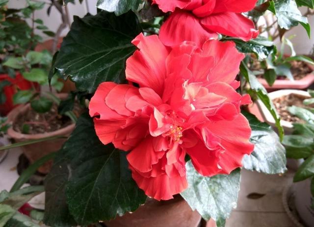 扶桑花怎么养 扶桑花怎么养（扶桑花怎么剪枝视频） 生活