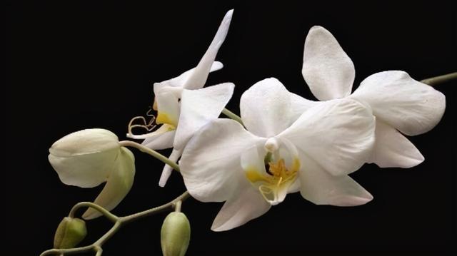 什么叫白眼狼（白眼狼的人有哪些特征）