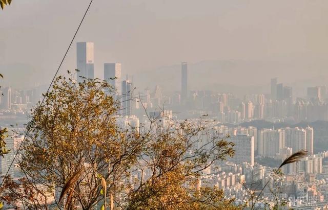 深圳居然私藏了这么多绿道，一个比一个美