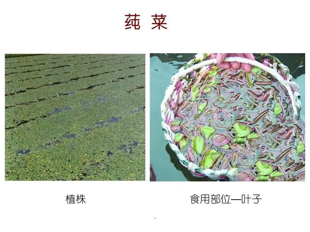水生植物种类 水生植物种类（水生植物100种） 生活