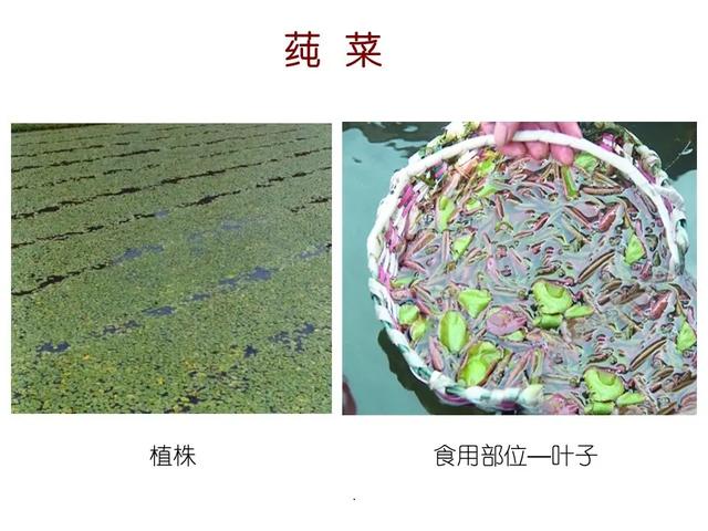 水生植物种类