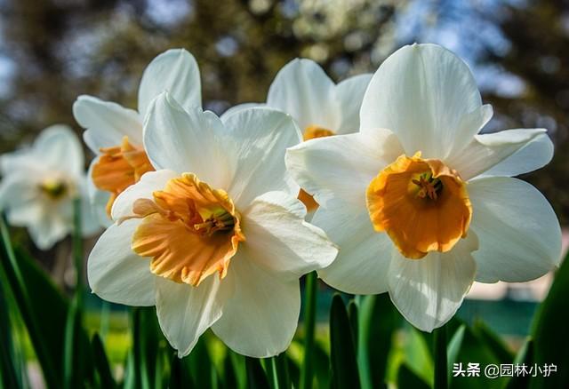 水仙花有毒吗可以在室内养吗