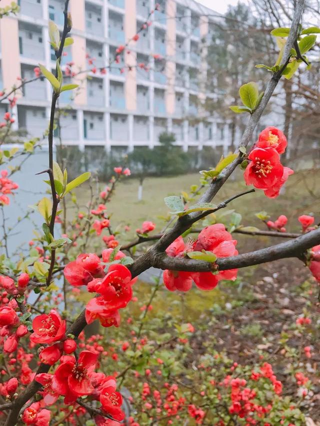 南京航天航空大学金城学院