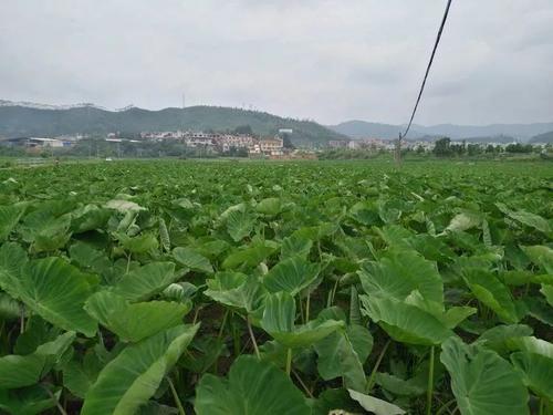 槟榔芋高产栽培技术，掌握田间管理的重要措施，提高种植户效益