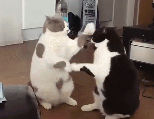猫咪咬人怎么办