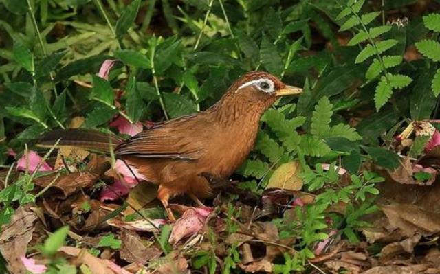 畫眉鳥圖片畫眉鳥圖片卡通