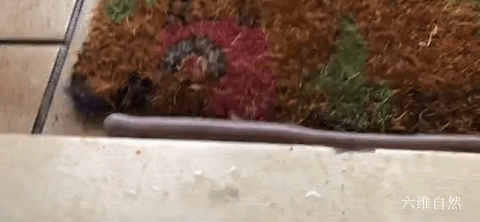 巨型蚯蚓:澳一条巨型蚯蚓爬出地面，长达60厘米，爬进房间只为躲避大雨