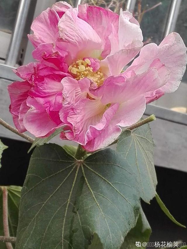 木芙蓉 木芙蓉（木芙蓉花期） 生活