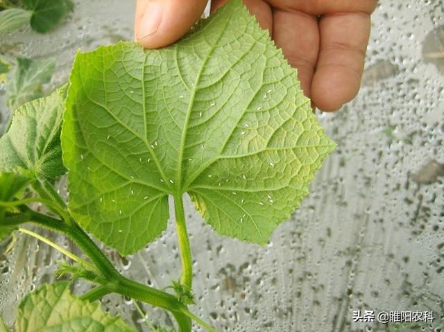 用这样的噻虫嗪，防治蓟马、蚜虫、白粉虱等害虫，干净又彻底2