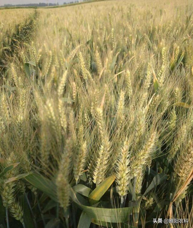 2011年平均亩产达到736.8公斤,刷新国内强筋小麦高产纪录.