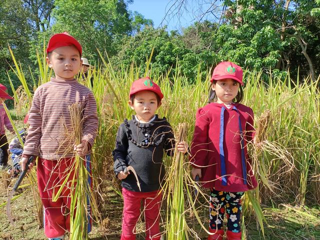 幼儿园的割水稻能手