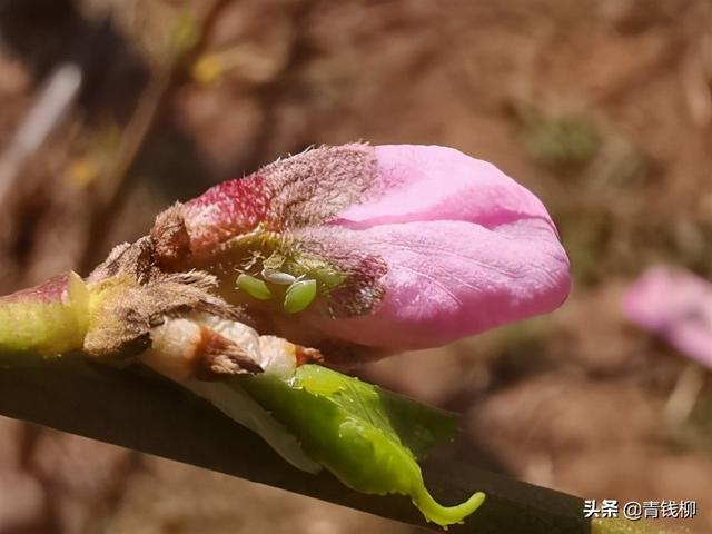 桃树蚜虫的危害及其药剂防控1