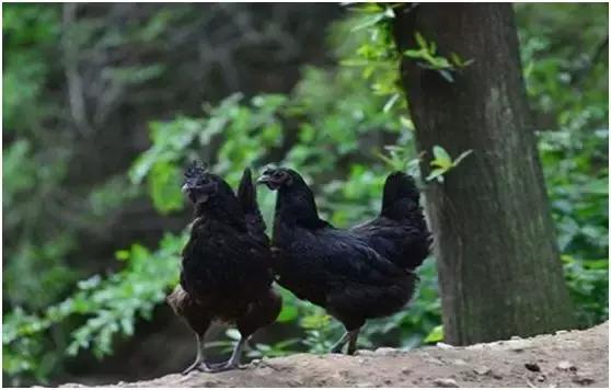 五黑鸡的营养价值及功效
