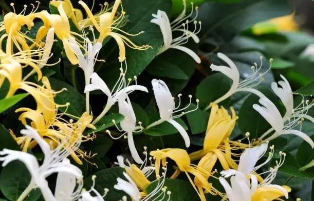 花名怎么取