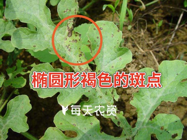 及时防治！西瓜这7种病虫害，叶斑病、蔓枯病、蚜虫、蓟马……3