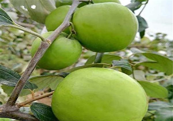 大青枣高产优质栽培与病虫害防治技术，种无病害果树，吃放心青枣