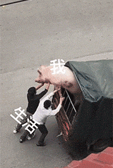 爆笑的GIF动态图：没有经验的舔狗第一次舔女神
