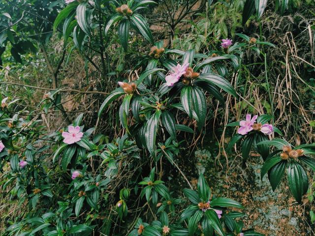 澳门的市花是什么