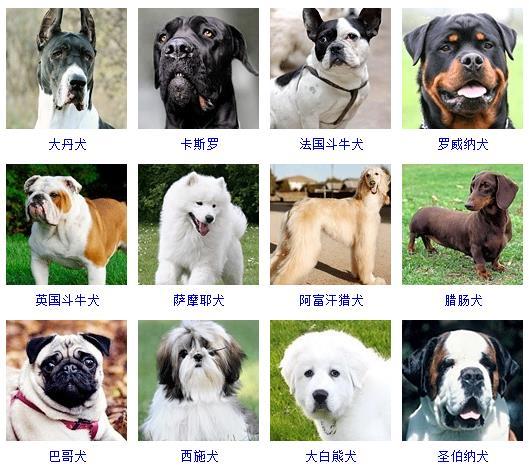 宠物犬种类