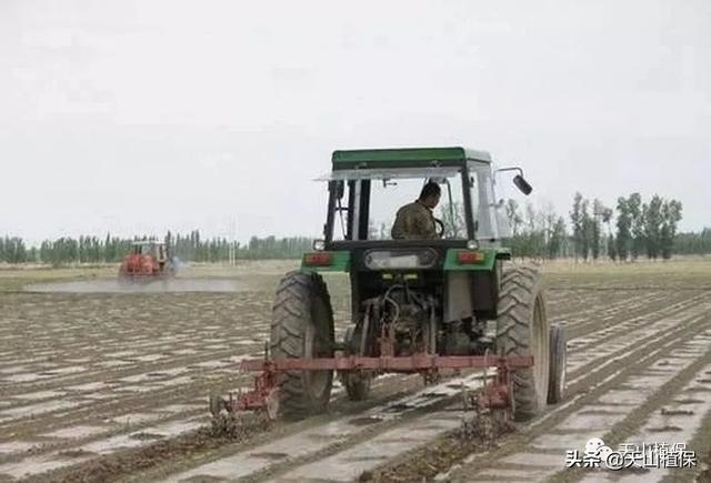 说说棉田超量使用除草剂药害问题