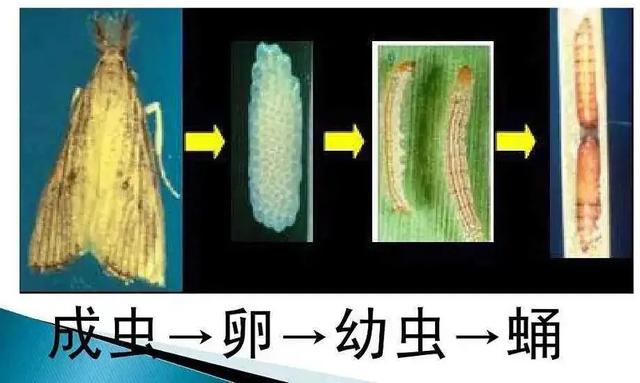 水稻钻心虫，抗性高、危害大，赶快收藏这份防治大全4