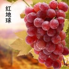 21种葡萄品种介绍，发展葡萄必不可少11