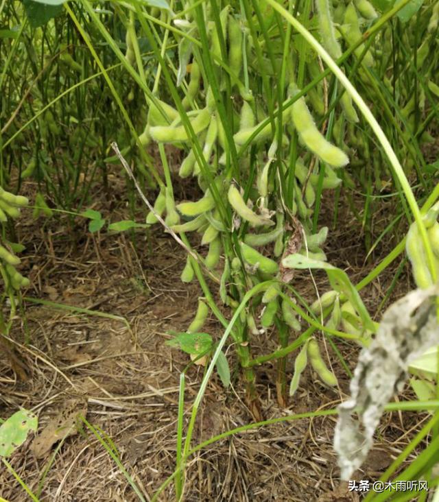大豆开花期用什么药物防治病虫害？采取哪些措施？