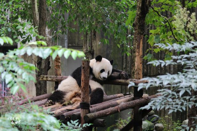 成都必去的10个景点