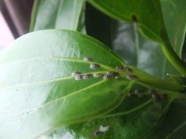 植物叶背和叶芽处长满白色絮状物，那就是烦人的吹棉介壳虫3