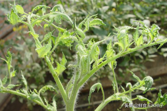 茄瓜果类蔬菜夏季高温期常见生理性障碍及防治措施7