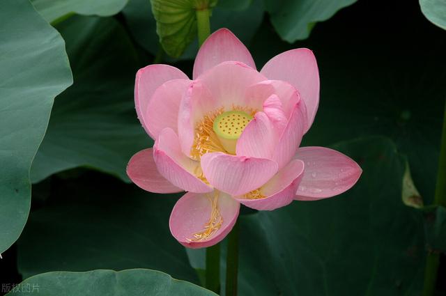 水生植物种类 水生植物种类（水生植物100种） 生活