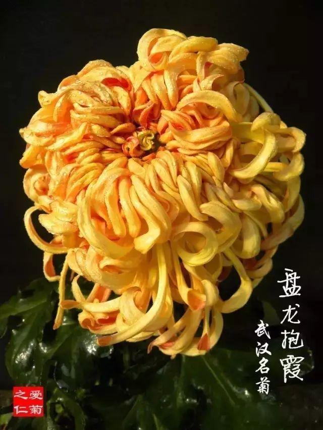 菊花的颜色