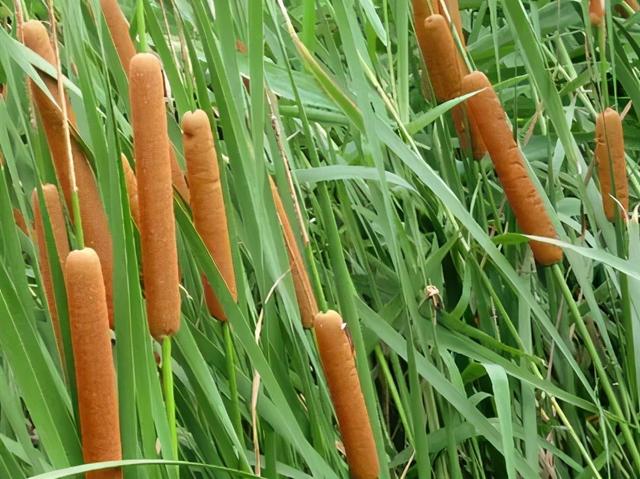 香蒲水葫芦鸢尾东方蓼槐叶萍溪荪过塘蛇水鳖半边莲石菖蒲海菜花王莲花