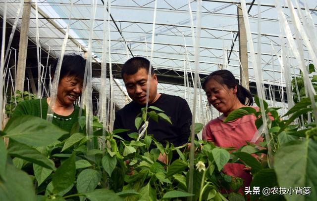 蓟马频发生、作物常受害，虫害防不住、害虫杀不死，怎么办？