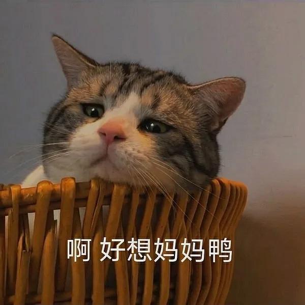 需要爸爸妈妈系列表情包