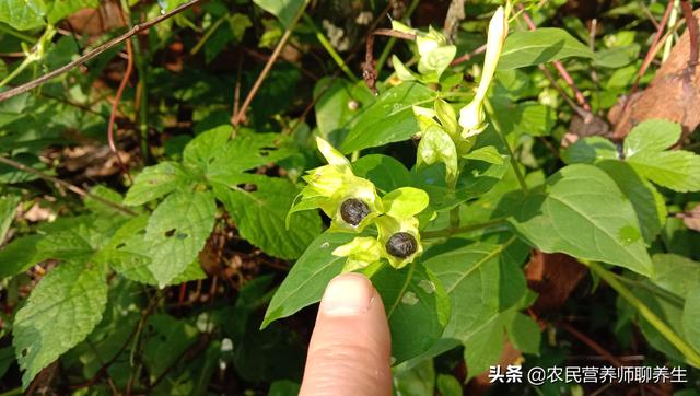 紫茉莉的根有啥用 用它煮水厉害啦 根比花价值高 今日热点