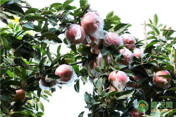 种植课堂：苹果树干腐病的症状、原因及防治方法2