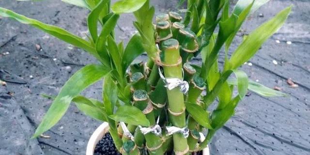 富贵竹的种植方法 富贵竹的种植方法（富贵竹如何养得好） 生活