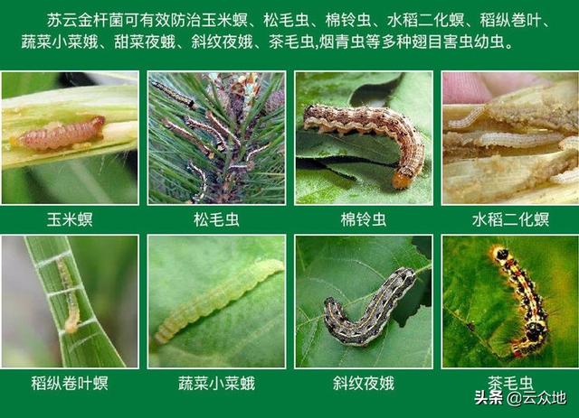 苏云金杆菌是一种安全性高、使用最大的生物农药，科学使用要求高2