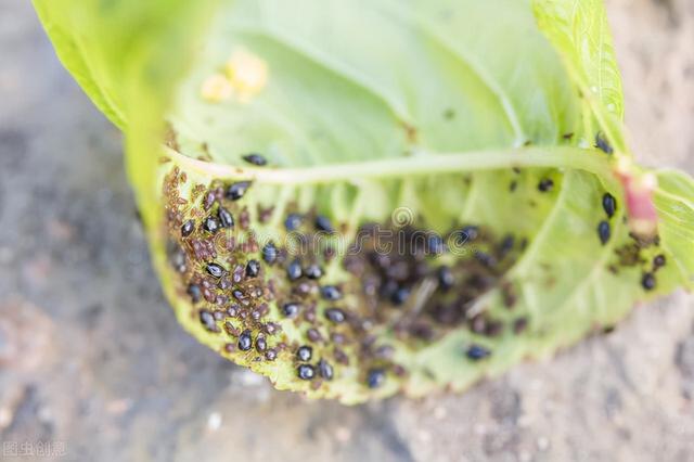 家里的花草爱生虫生病？盘点养花常用药，不再白花钱8