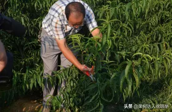 前促后控，现在就到了桃树控旺成花的关键时期了，怎么做呢？5